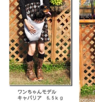 犬バッグ 小型犬用斜め掛け抱っこスリングバッグ