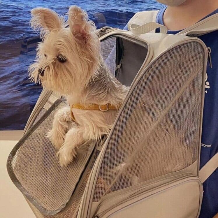 犬バッグ メッシュ窓付き小型犬用背負いキャリーバッグ
