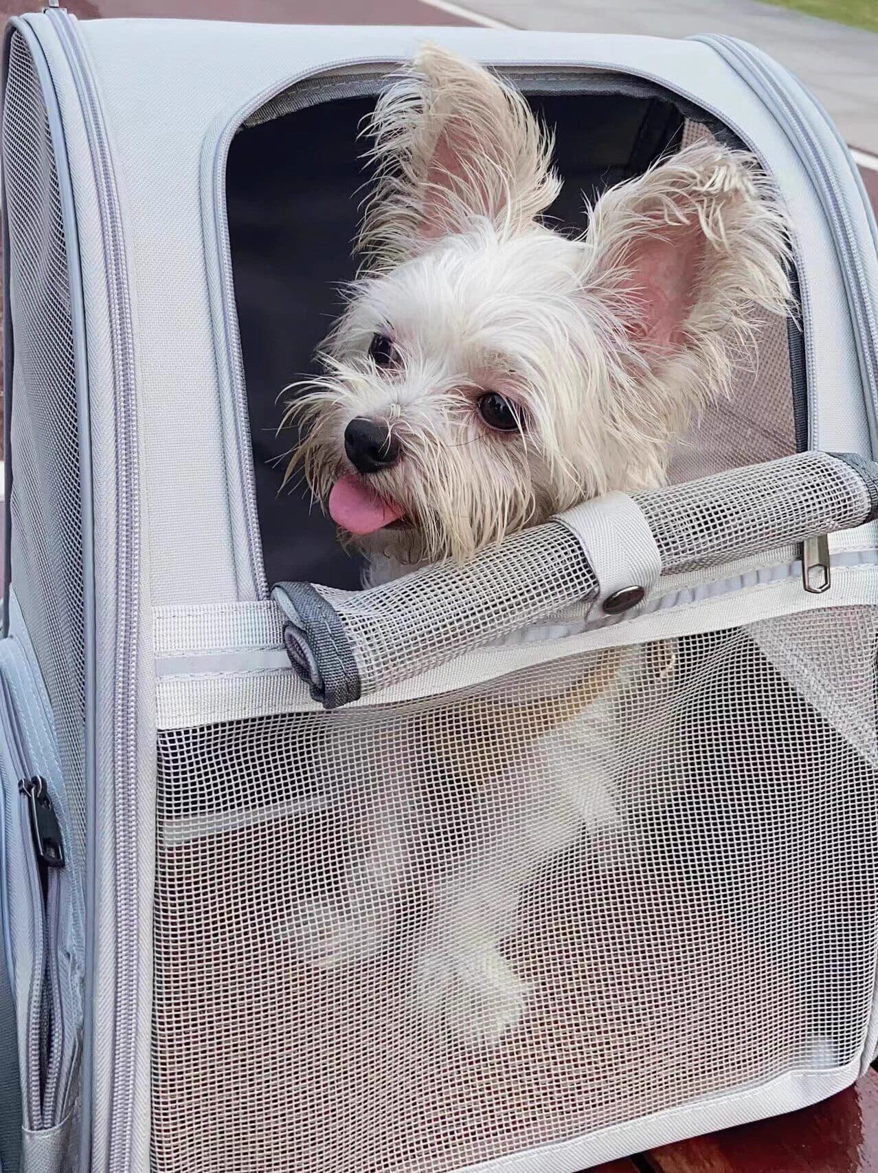 犬バッグ メッシュ窓付き小型犬用背負いキャリーバッグ