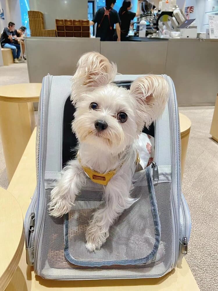 犬バッグ メッシュ窓付き小型犬用背負いキャリーバッグ