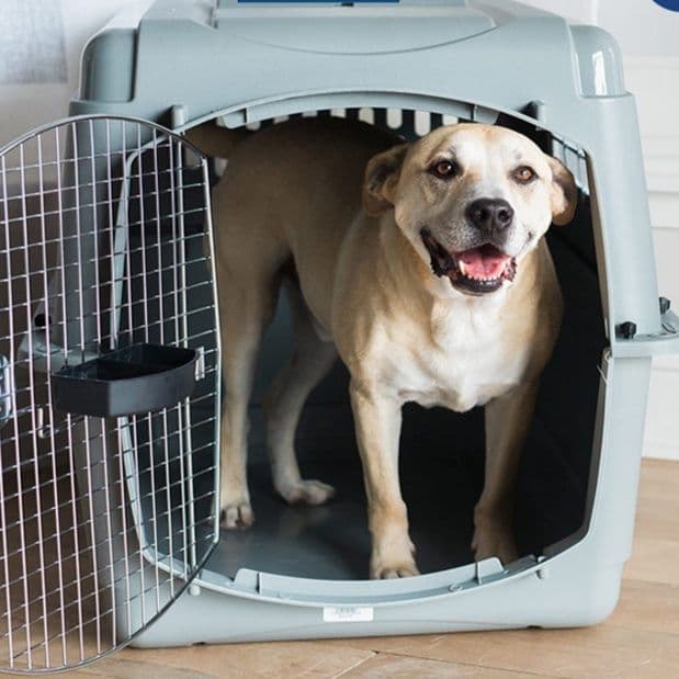 犬バッグ 大型犬対応航空機基準ハードキャリーケース