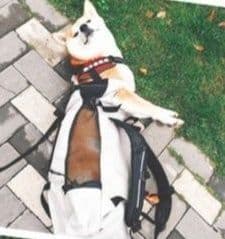 犬バッグ 中型犬用リュック型多機能キャリーバッグ