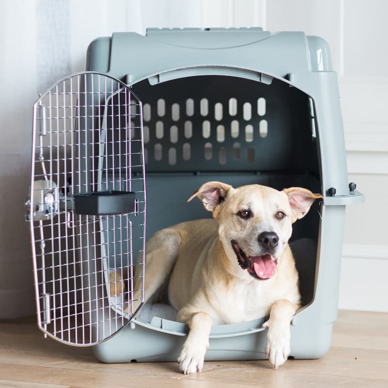 犬バッグ 大型犬対応航空機基準ハードキャリーケース
